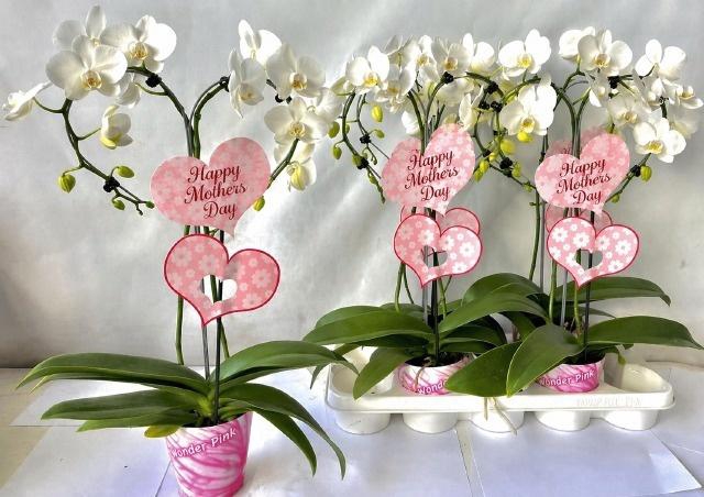 <h4>PHAL OV WIT</h4>