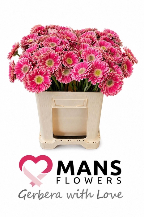 <h4>GE MI TWIGGY</h4>