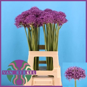 ALLIUM VIOLET BEAUTY