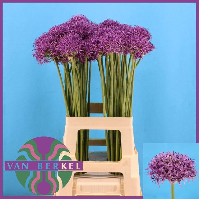<h4>ALLIUM VIOLET BEAUTY</h4>