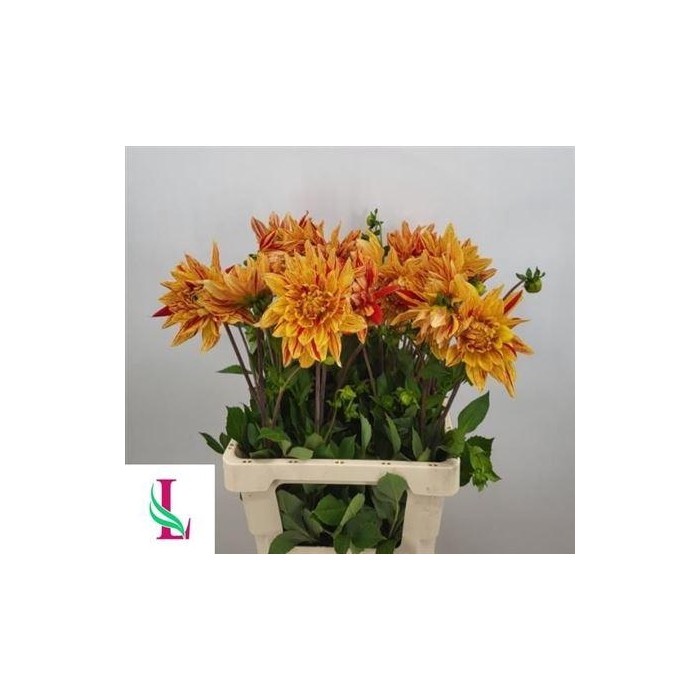 <h4>Dahlia Striped Vulcan</h4>
