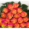 R Gr Cherry Brandy Orange HV 50cm EC