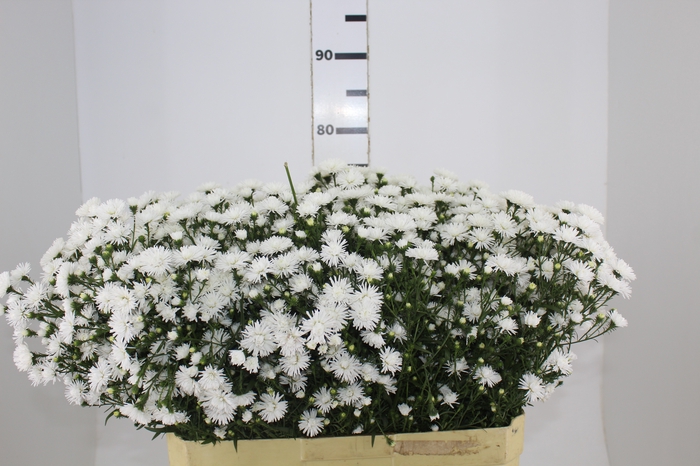 <h4>ASTER MARIANA 070 CM</h4>