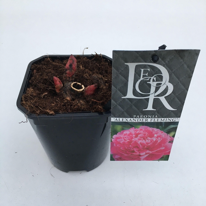 Paeonia 'Alexander Fleming'