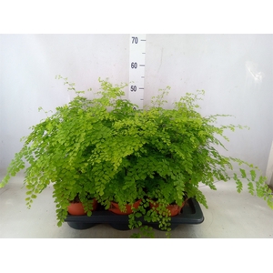 Adiantum raddi. 'Fragrans'