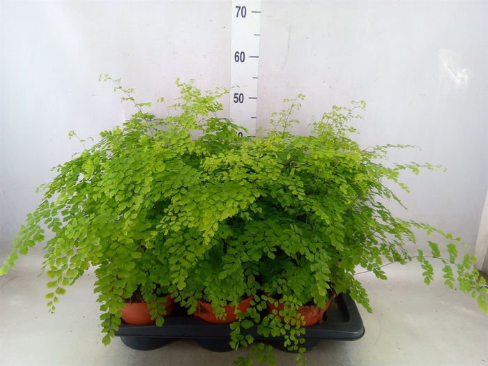 <h4>Adiantum raddi. 'Fragrans'</h4>