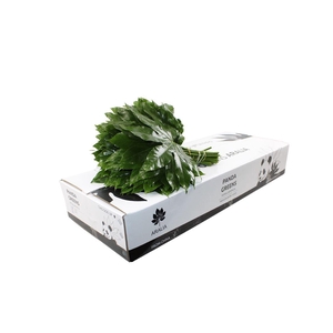 Aralia Medium Panda Greens