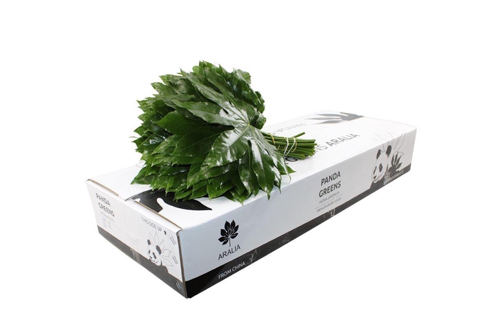 <h4>Aralia Medium Panda Greens</h4>