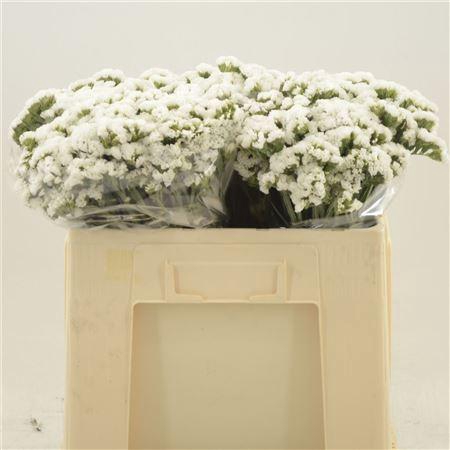 <h4>Statice White Starlight Wings</h4>