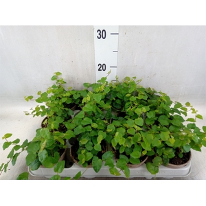 Ficus pumila 'Sunny Green'