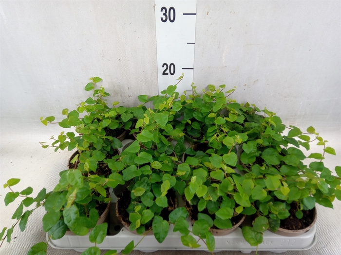 <h4>Ficus pumila 'Sunny Green'</h4>
