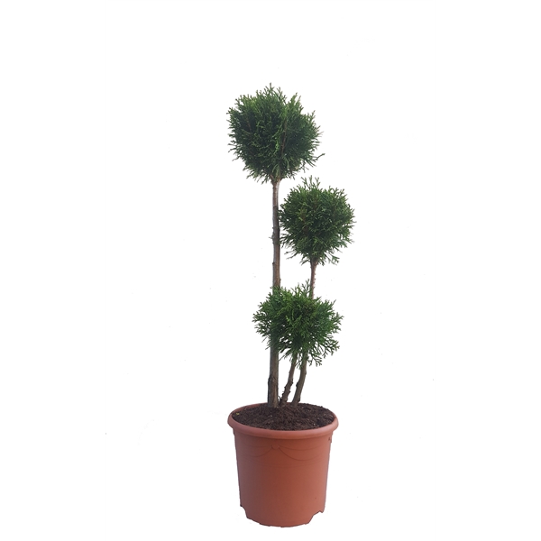 <h4>Thuja oc. Smaragd, Multibol 60-80 cm - deco</h4>