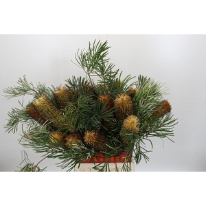 Banksia Spinulosa