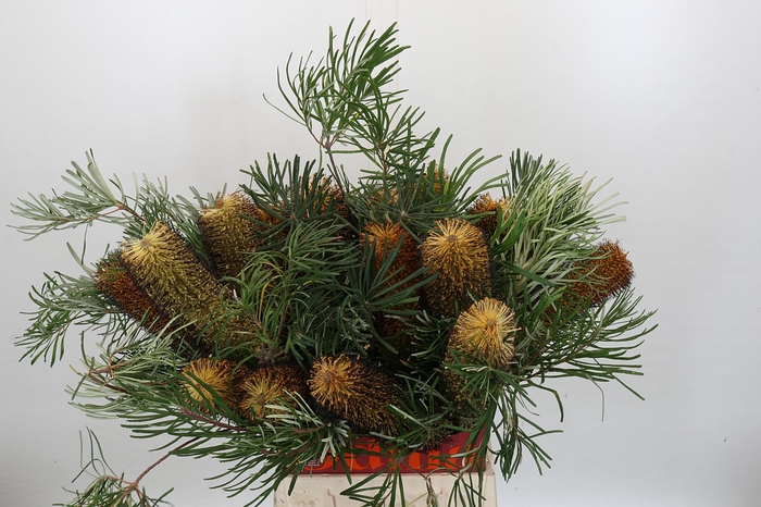 Banksia Spinulosa
