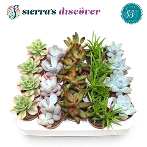SUCC OV