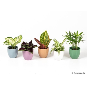 E 3054 with Green mix P6