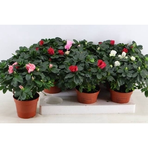 RHODO SI VOGEL GEM