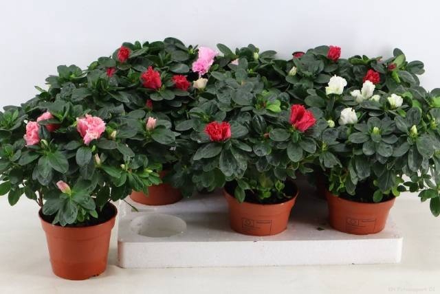 <h4>RHODO SI VOGEL GEM</h4>