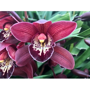 Cymbidium Mini Roy X8 Leekade