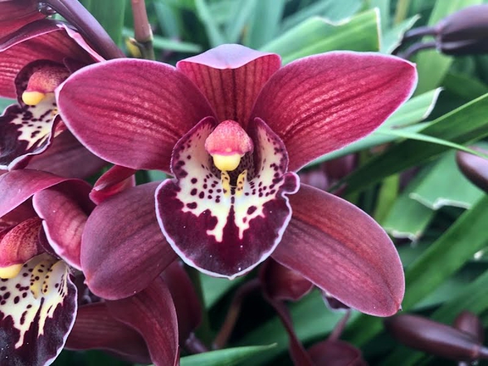 <h4>Cymbidium Mini Roy X15 Leekade</h4>