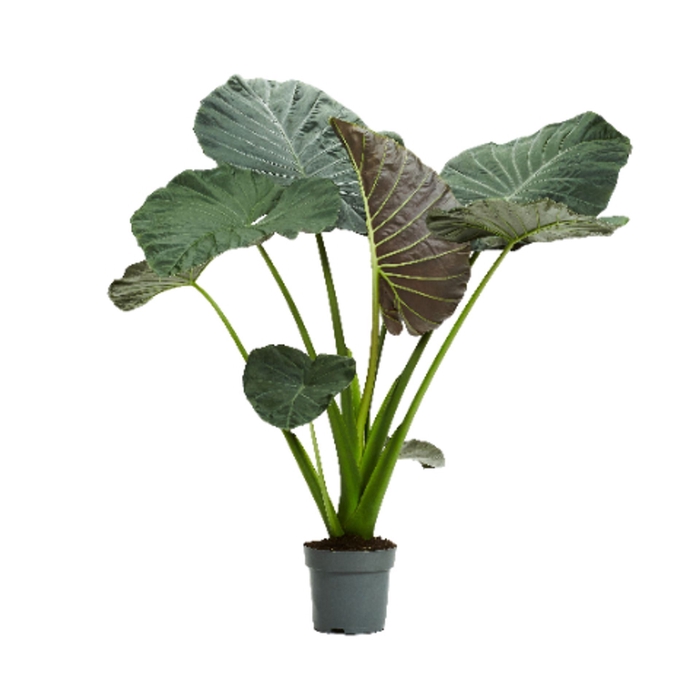 <h4>Alocasia</h4>