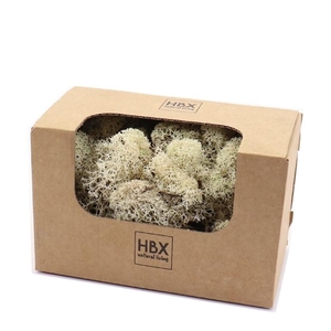 Preserved Reindeermoss 50g