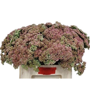 Sedum Spectabile