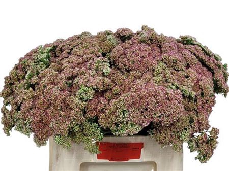 <h4>Sedum Spectabile</h4>