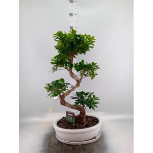 Ficus microcarpa 'Ginseng'