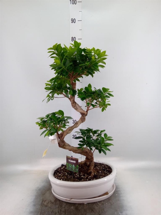 <h4>Ficus microcarpa 'Ginseng'</h4>