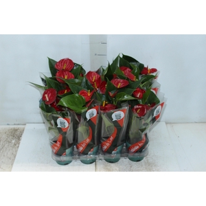 ANTHURIUM RED SUCCESS P09