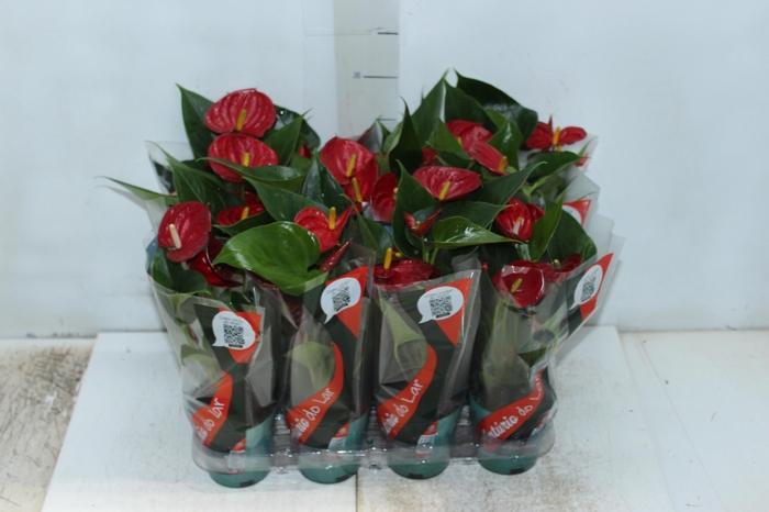 <h4>ANTHURIUM RED SUCCESS P09</h4>