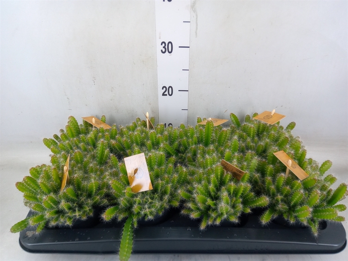 <h4>Hylocereus undatus</h4>