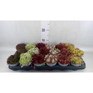 Sempervivum   ...