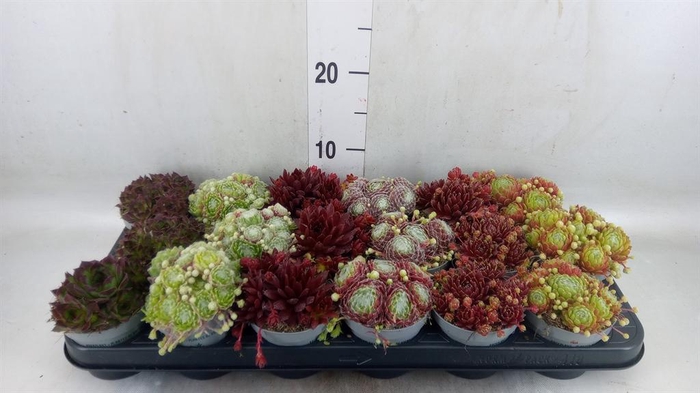 <h4>Sempervivum   ...</h4>