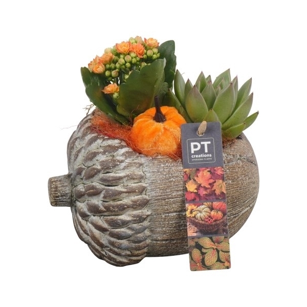 <h4>PTHI5493 Arrangement Herfst Indoor in beton pot</h4>