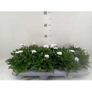Osteospermum  'Margarita White'