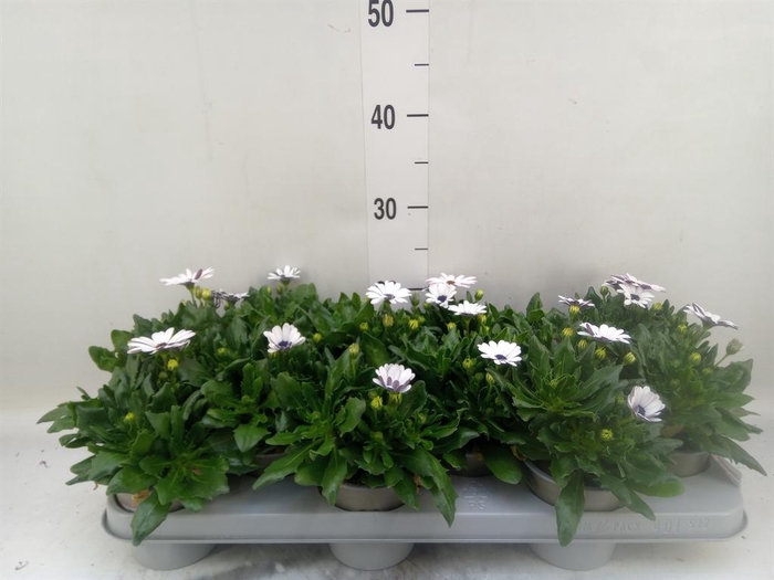 <h4>Osteospermum  'Margarita White'</h4>