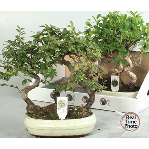 BONSAI GEM