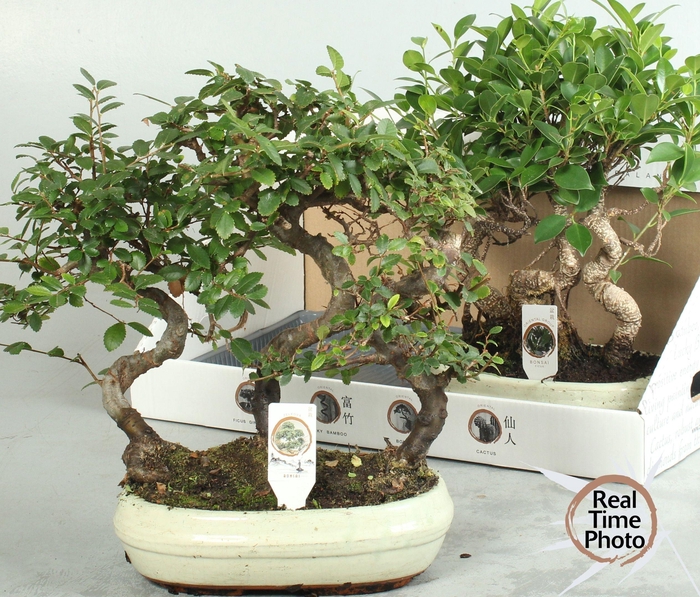 <h4>BONSAI GEM</h4>