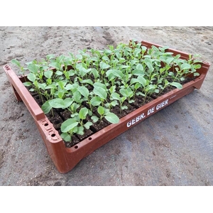 de Gier Groenteplanten 102 Kool Bloemkool - 140 planten