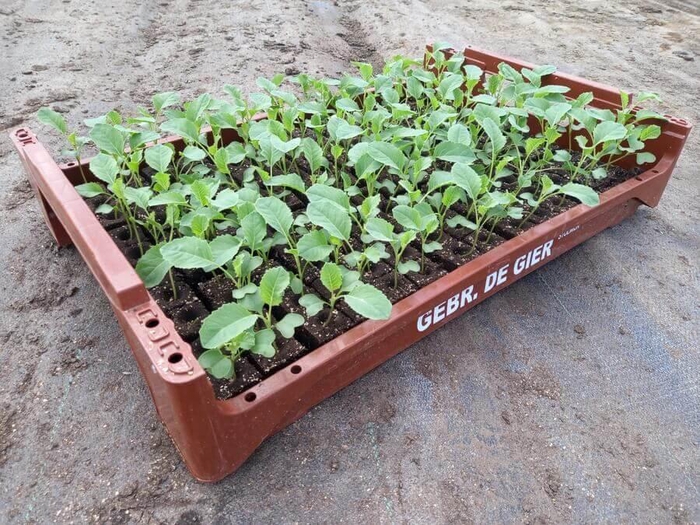<h4>de Gier Groenteplanten 102 Kool Bloemkool - 140 planten</h4>