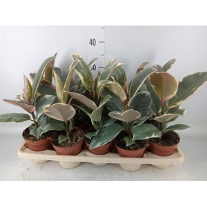 Ficus elastica 'Tineke'