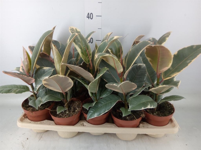 <h4>Ficus elastica 'Tineke'</h4>