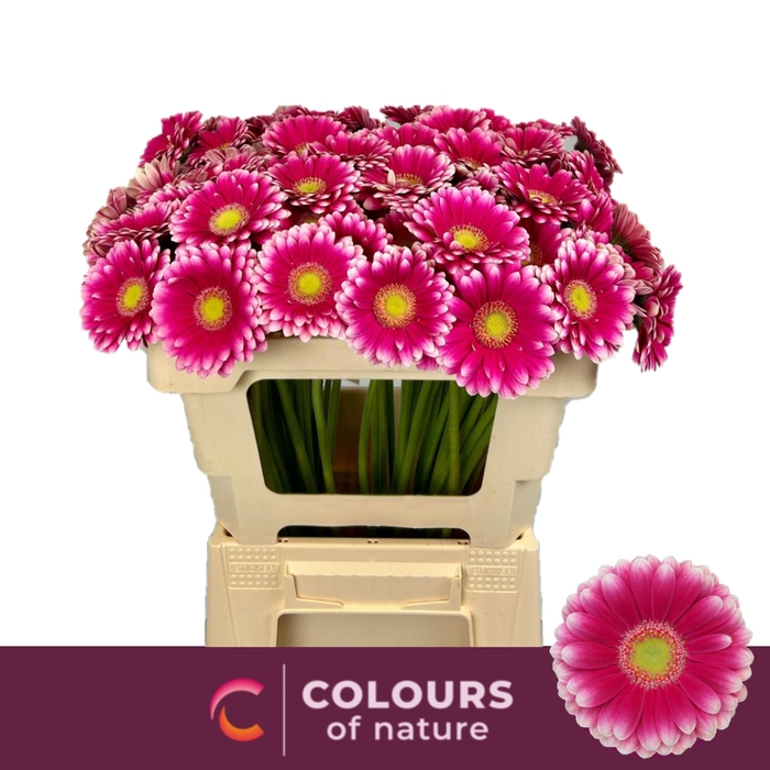 <h4>Ge Mi Lauda</h4>