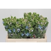 Oxypetalum Tweedia Blue
