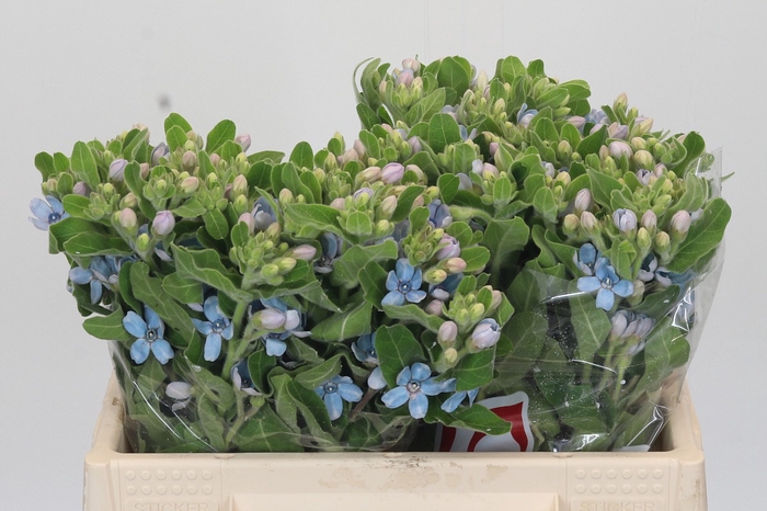 Oxypetalum Tweedia Blue