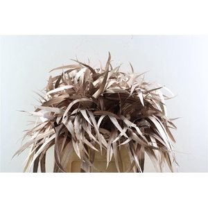 Euca Lancet Victoriablad Klbh Champagne