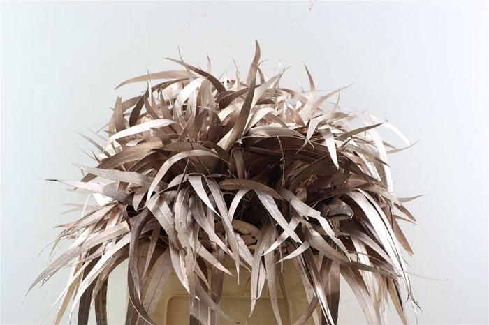 <h4>Euca Lancet Victoriablad Klbh Champagne</h4>