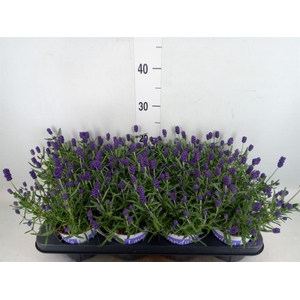 Lavandula angus. 'Hidcote'